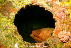 Moray in a porthole by Michael Gallagher 